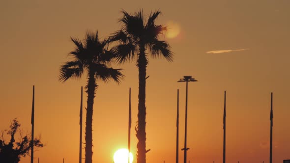 Silhouette Palm Trees in Street at Sunset. Summer Tropical Beach Concept. alt