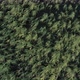 Reed Top Down Aerial - VideoHive Item for Sale
