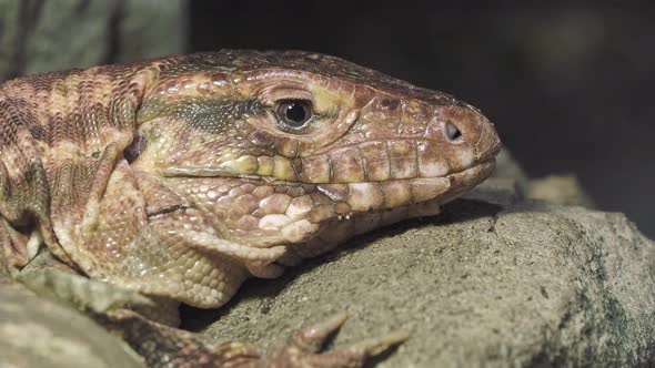 Close-up of a red tegu lizard, Tupinambis rufescens. Reptile, wildlife and animal concept.