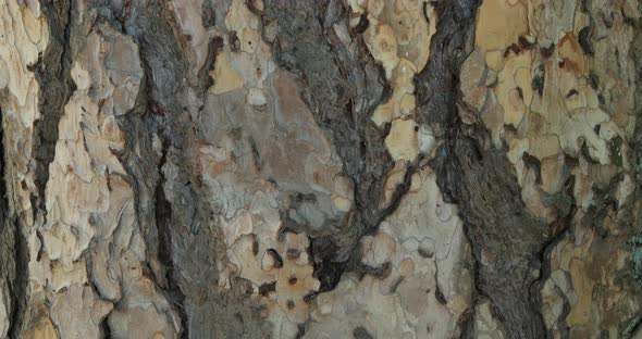 details of bark of Austrian pine or black pine ( Pinus Nigra) alt