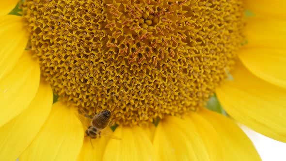 Yellow sunflower and bee resting natural background 3840X2160 UltraHD footage - Helianthus plant wit