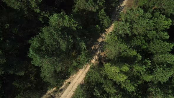 Country Road In A Pine Forest. Bialowieza Forest. Vertical Climb. Aerial Photography.