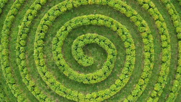 Aerial top wiew of green topiari bush in shape of a spiral in the park. alt
