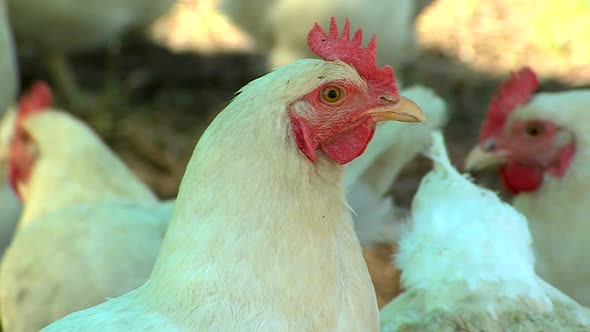 Organic free range chickens on a farm