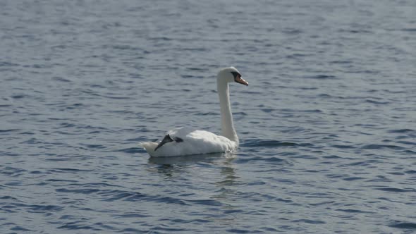 A Single Swans On Sea Close Up Shot Superslow