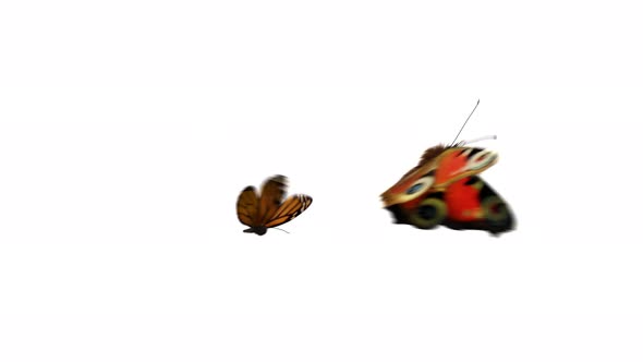 Flying Butterflies 