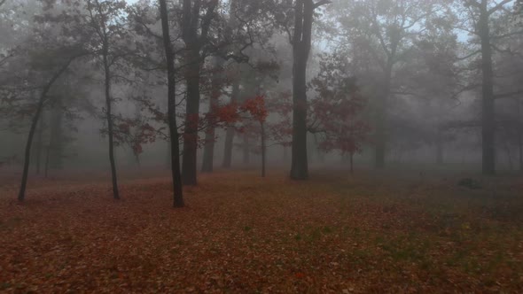 Camera Flies Between Brown Autumn Trees in Mystical Foggy Park with a Fast Rider in the Distance alt