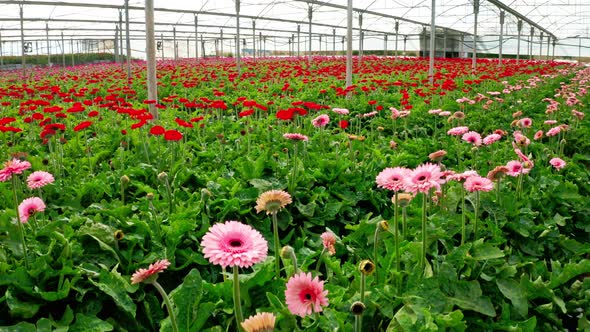 Aerial footage of Gerberas in many colors growing inside a large greenhouse alt
