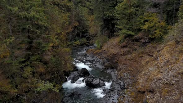 Forest river flowing through the forest in the mountains. alt