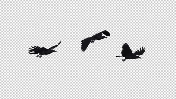 Three Black Ravens - Flying Transition