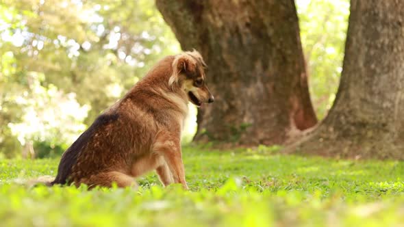 brown dog sitting in the garden
