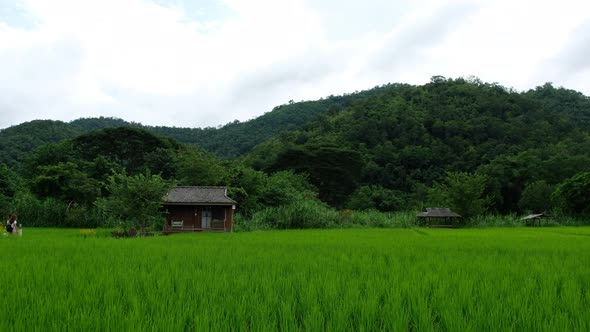 A woman and a dog walking into the house in paddy field