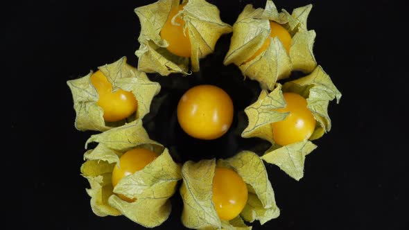Physalis Berry Plant With Flowers In The Form Of Lanterns 2.