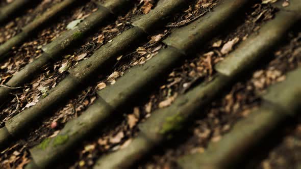 Old Tile Roof with Moss alt