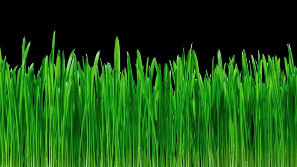 Grass And Oat Growing Time Lapse Footage With Alpha Channel