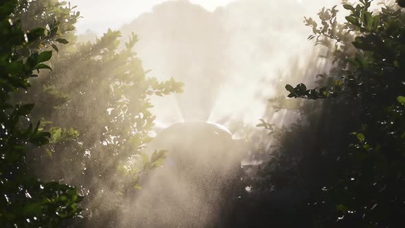 Rear view of atomizer tractor spraying pesticide and insecticide on lemon plantation in Spain alt