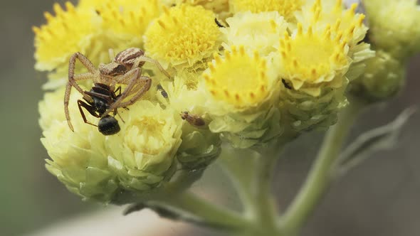 Crab Spider On A Yellow Flower alt