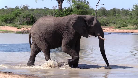 Lone elephant bull walks through shallow water with green forest in background alt