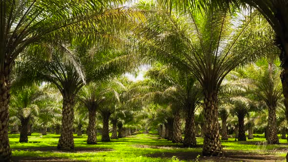 Tropical Landscape with Palm Grove alt