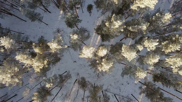 Winter Forest From Above
