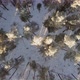 Winter Forest From Above - VideoHive Item for Sale
