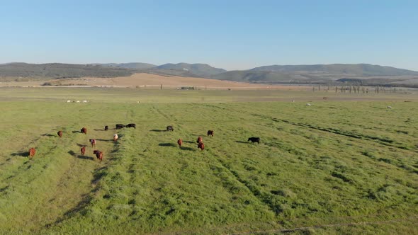 Aerial View of Meadow and Herd of Cows