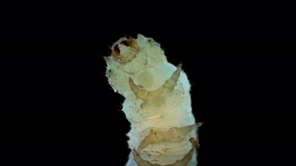 Caterpillar Insecta Manduca Sexta Under the Microscope Family Sphingidae Species of Butterflies alt