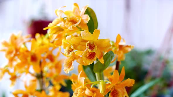 Beautiful Yellow with Orange Dendrobium Orchid in a Garden
