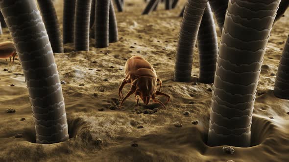 Small bugs living in a dust. It feeds on skin flakes from animals and human. alt