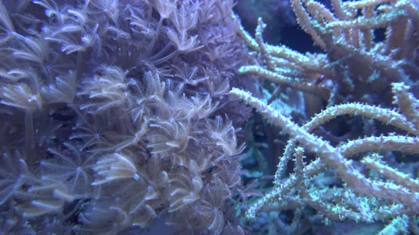 Sea anemones showing the texture and tentacles