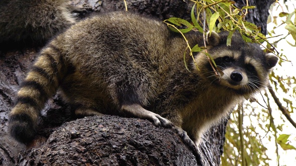 Raccoons on Tree II