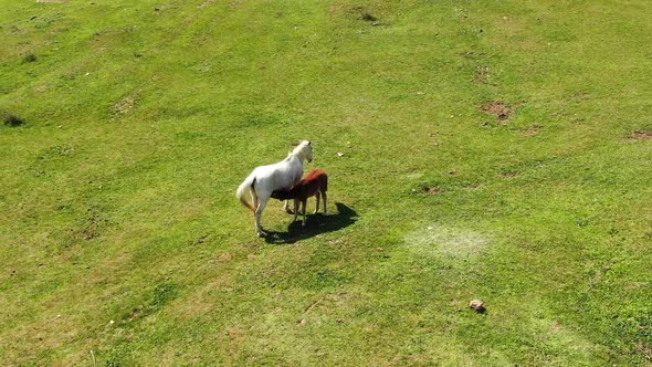 A Mare Feeds a Foal with Milk on a Green Pasture