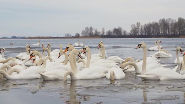 A Group of White Swans Swim on a Winter River