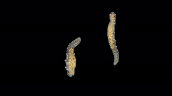Aeolosoma Worm Under a Microscope alt