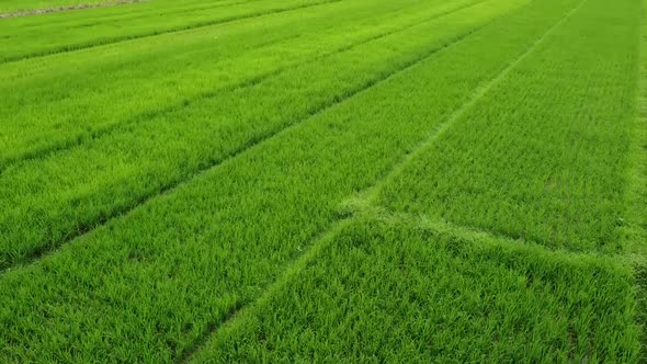 Aerial view of agriculture in green paddy rice fields