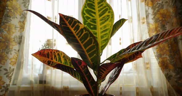 Codiaeum Plant Growing, Moving Up After Watering, Window Background, Cozy Home Interior, Warm Color