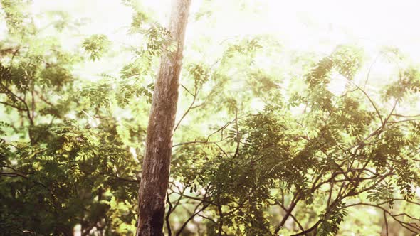 Beautiful Green Forest Glade in a Light of Sun alt