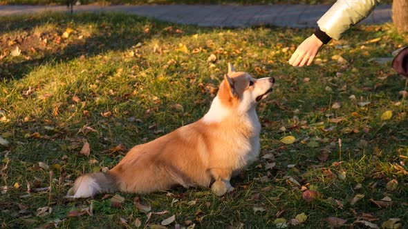 Dog Trainer Teaches the Dog to Follow Commands alt