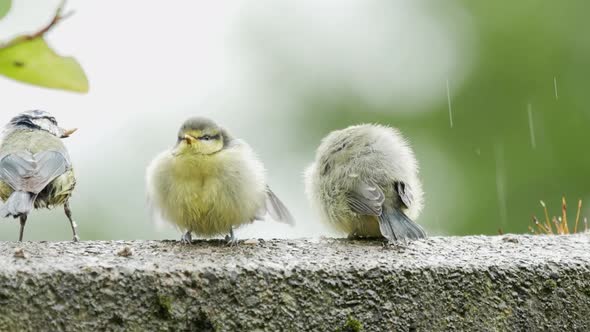 Cute young blue tits on a garden wall being fed by parents in the rain alt