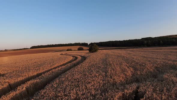FPV Aerial View of Flat Agricultural Farming Field on Golden Hour Sunlight, Dynamic Drone Shot alt