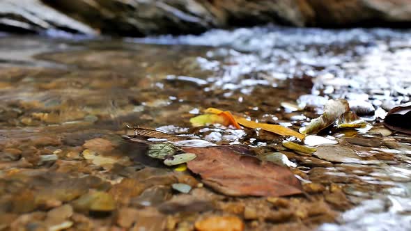 Stream of Flowing Crystal Clear Water in the Canyon alt