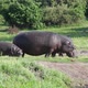 Two Hippos with a baby grazing next to a river 