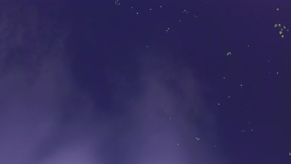 Beautiful aerial footage of aquatic plants in a shoreline of a forest lake in Finland. alt