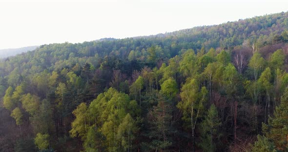 Moving Forward Over Forest in Sunset or Sunrise Summer Day with Sun Flare alt