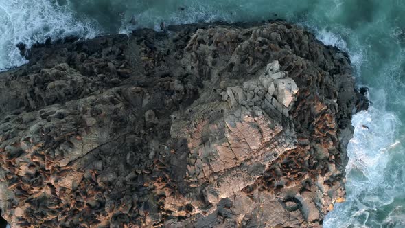 Bird's Eye View Of Cobquecura Piedra De La Loberia Full Of Sea Lions In Chile - aerial drone shot alt