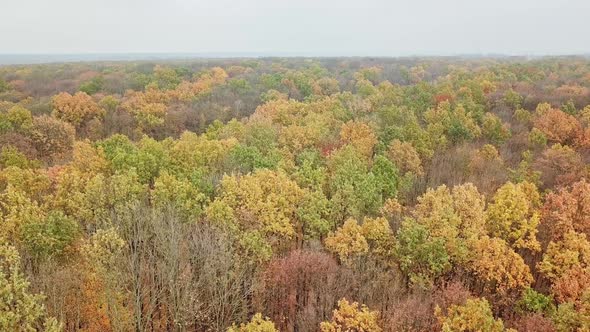 Aerial view of forest in autumn time outdoors. alt
