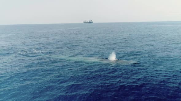 Whale Surfacing In Front Of Commercial Shipping Vessel