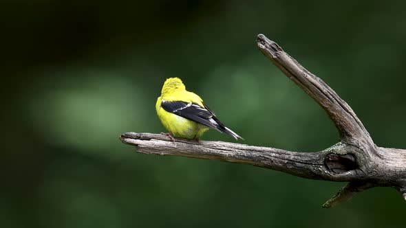 American Goldfinch on Branch