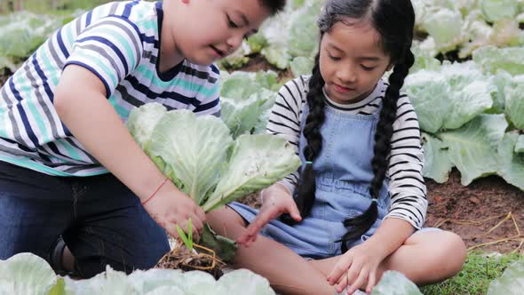 A little girl and Boy helping harvest a large cabbage in the garden