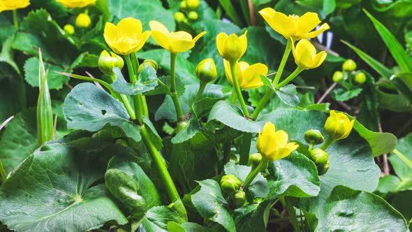 Spring Marsh Marigold Flowers Caltha Palustris Bloom Fast in Swamp Meadow Growing alt